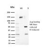 CD117 / c-Kit (Marker for Gastrointestinal Stromal Tumors)(KIT/2669), CF594 conjugate, 0.1mg/mL