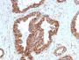 PMEPA1 / TMEPAI (Tumor Suppressor Oncoprotein)(PMEPA1/2698), CF594 conjugate, 0.1mg/mL