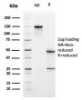 PD-L1 / PDCD1LG1 / CD274 / B7-H1 (Cancer Immunotherapy Target)(PDL1/2741), CF594 conjugate, 0.1mg/mL