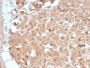 CELA3B / ELA3B (Pancreatic Function Marker) (CELA3B/2809R), CF594 conjugate, 0.1mg/mL