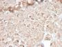 CELA3B / ELA3B (Pancreatic Function Marker) (CELA3B/2810R), CF594 conjugate, 0.1mg/mL