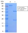 HLA-DQ (MHC II)(HLA-DQA1/2866R), CF594 conjugate, 0.1mg/mL