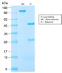 Insulin-like Growth Factor-1 (IGF-1) (IGF1/2872R), CF594 conjugate, 0.1mg/mL
