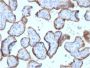 Alkaline Phosphatase (Placental) / PLAP (Germ Cell Tumor Marker) (ALPP/2899R), CF594 conjugate, 0.1mg/mL