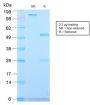 Alkaline Phosphatase (Placental) / PLAP (Germ Cell Tumor Marker) (ALPP/2899R), CF594 conjugate, 0.1mg/mL