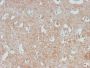 Neurofilament (NF-L) (Neuronal Marker) (NEFL/2983R), CF594 conjugate, 0.1mg/mL