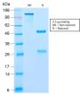 BCL10 (MALT-Lymphoma Marker) (BL10/2988R), CF594 conjugate, 0.1mg/mL