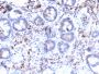 MUC3 (Mucin 3)(MUC3/2992R), CF594 conjugate, 0.1mg/mL