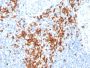 Granzyme B (NK/T-Cell Lymphoma Marker)(GZMB/3014), CF594 conjugate, 0.1mg/mL