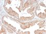 CD47 / IAP (Integrin Associated Protein)(CD47/3019), CF594 conjugate, 0.1mg/mL
