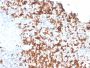 Granzyme B (NK/T-Cell Lymphoma Marker)(GZMB/3056), CF594 conjugate, 0.1mg/mL