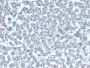 Prohibitin (Mitochondrial Marker)(PHB/3194), CF594 conjugate, 0.1mg/mL