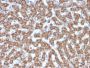 Prohibitin (Mitochondrial Marker)(PHB/3226), CF594 conjugate, 0.1mg/mL