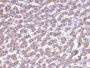 Prohibitin (Mitochondrial Marker)(PHB/3228), CF594 conjugate, 0.1mg/mL
