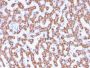 Prohibitin (Mitochondrial Marker)(PHB/3230), CF594 conjugate, 0.1mg/mL