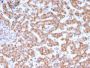 Prohibitin (Mitochondrial Marker)(PHB/3231), CF594 conjugate, 0.1mg/mL