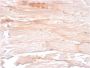 Dystrophin (DMD) (Marker of Duchenne and Becker Muscular Dystrophy)(DMD/3241), CF594 conjugate, 0.1mg/mL