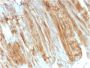 Dystrophin (DMD) (Marker of Duchenne and Becker Muscular Dystrophy)(DMD/3243), CF594 conjugate, 0.1mg/mL