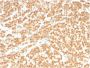 ICOS-L / ICOS Ligand / B7RP-1 (Immuno-Oncology Target)(ICOSL/3260), CF594 conjugate, 0.1mg/mL