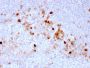 Endoglin / CD105 (Angiogenesis Marker)(ENG/3269), CF594 conjugate, 0.1mg/mL
