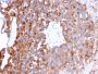 Uroplakin 1B (Urothelial Differentiation Marker)(UPK1B/3273), CF594 conjugate, 0.1mg/mL