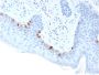 Tyrosinase-Related Protein-1 (TYRP-1) (Melanoma Marker)(TYRP1/3283), CF594 conjugate, 0.1mg/mL