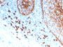 CD11b / MAC-1 (Microglial Marker)(ITGAM/3339), CF594 conjugate, 0.1mg/mL