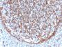 CD11b / MAC-1 (Microglial Marker)(ITGAM/3340), CF594 conjugate, 0.1mg/mL