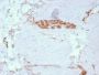 Fodrin / Alpha Spectrin II (SPTAN1) / NEAS(SPTAN1/3351), CF594 conjugate, 0.1mg/mL