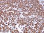 CD20 / MS4A1 (B-Cell Marker)(MS4A1/3409), CF594 conjugate, 0.1mg/mL