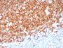 CD20 / MS4A1 (B-Cell Marker)(MS4A1/3410), CF594 conjugate, 0.1mg/mL