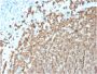 CD20/ MS4A1 (B-Cell Marker)(MS4A1/3411), CF594 conjugate, 0.1mg/mL