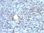 CD68 (Macrophage Marker)(rLAMP4/824), CF594 conjugate, 0.1mg/mL