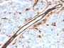 CD31 / PECAM-1 (Endothelial Cell Marker)(PECAM1/3526), CF594 conjugate, 0.1mg/mL