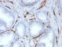 CD31 / PECAM-1 (Endothelial Cell Marker)(PECAM1/3527), CF594 conjugate, 0.1mg/mL