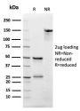 CD3e (T-Cell Marker)(rC3e/2479), CF594 conjugate, 0.1mg/mL