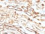 Erythropoietin (EPO) (Marker of Placentation Disorders)(EPO/3793R), CF594 conjugate, 0.1mg/mL