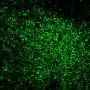 CD45RO(UCHL-1), Biotin conjugate, 0.1mg/mL