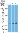 bcl-2(8C8), Biotin conjugate, 0.1mg/mL