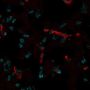 CD31 / PECAM-1(C31.7), Biotin conjugate, 0.1mg/mL