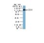 CD31 / PECAM-1(C31.7), Biotin conjugate, 0.1mg/mL