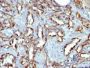 CD31 / PECAM-1(C31.7), Biotin conjugate, 0.1mg/mL