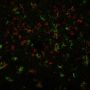 CD4(C4/206), Biotin conjugate, 0.1mg/mL