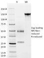 CD4(C4/206), Biotin conjugate, 0.1mg/mL