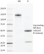 VEGF-R2 / CD309 / Flk-1 / KDR3(DC101),  Biotin conjugate, 0.1mg/mL