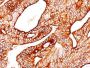 Cytokeratin 8(TS1), Biotin conjugate, 0.1mg/mL