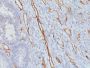 CD31 / PECAM-1(JC/70A), Biotin conjugate, 0.1mg/mL