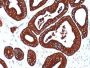 Cytokeratin 19(BA17), Biotin conjugate, 0.1mg/mL