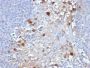 MUC18 / Mucin 18 / CD146(OJ79c), Biotin conjugate, 0.1mg/mL