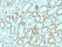 CD171 / L1CAM (L1 Cell Adhesion Molecule)(UJ127), Biotin conjugate, 0.1mg/mL